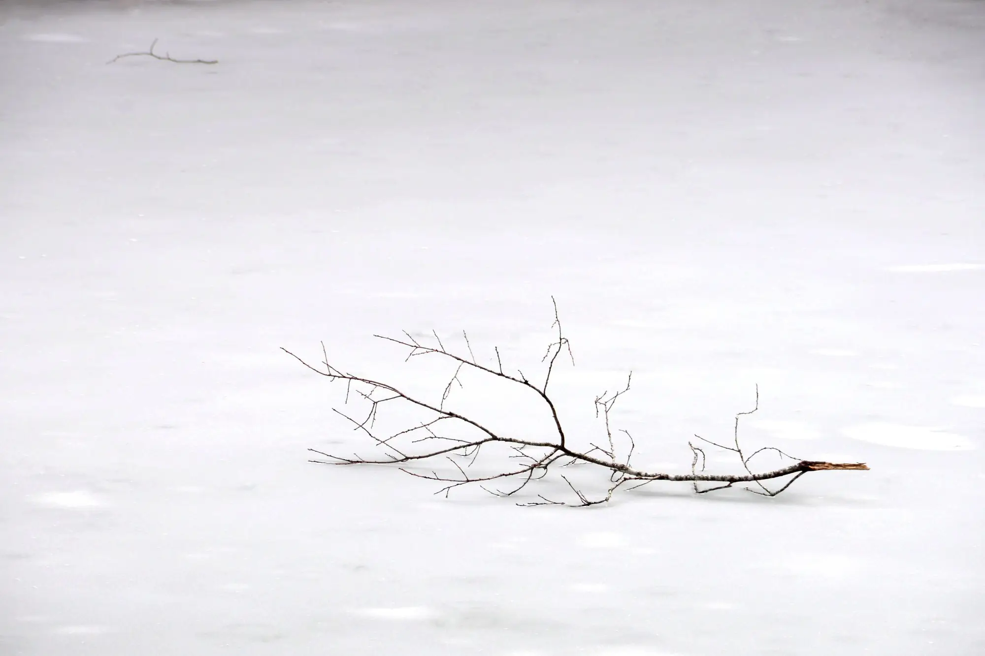 a tree branch on snow.